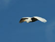 Bubulcus ibis