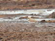 Charadrius alexandrinus