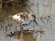 Calidris alpina