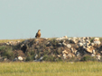 Aquila adalberti