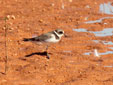 Charadrius hiaticula