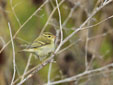 Phylloscopus inornatus