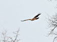 Aquila adalberti