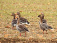 Anser brachyrhynchus