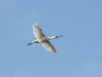 Platalea leucorodia