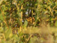 Locustella naevia
