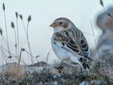 Plectrophenax nivalis