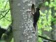 Dryocopus martius