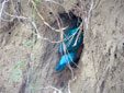 Alcedo atthis