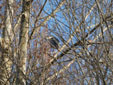 Nycticorax nycticorax