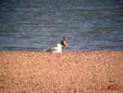 Calidris alba