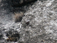 Tichodroma muraria