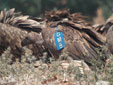 Gyps fulvus