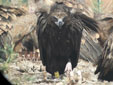 Aegypius monachus