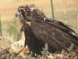 Aegypius monachus