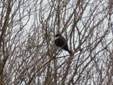 Turdus torquatus