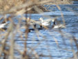 Anser indicus / Branta leucopsis