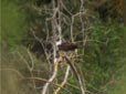 Pandion haliaetus