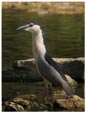 Nycticorax nycticorax