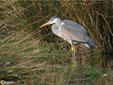 Ardea cinerea