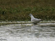 Larus melanocephalus