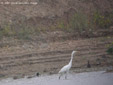 Egretta alba