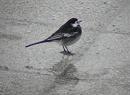 Motacilla alba yarrellii