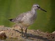 Calidris canutus