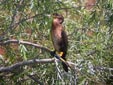 Phalacrocorax carbo