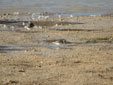 Calidris minuta
