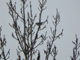Phylloscopus sibilatrix