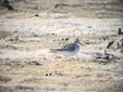 Calidris minuta