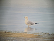 Larus canus