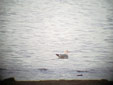 Larus canus