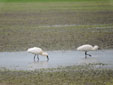 Platalea leucorodia