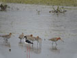 Limosa limosa