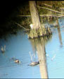 Platalea leucorodia