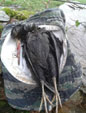 Milvus milvus