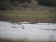 Egretta alba