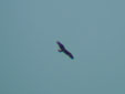 Pandion haliaetus