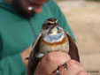 Luscinia svecica