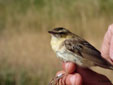 Acrocephalus schoenobaenus