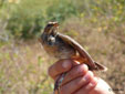 Luscinia svecica