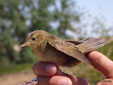 Luscinia svecica