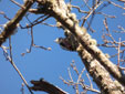 Dendrocopos medius