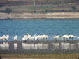 Platalea leucorodia
