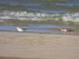Calidris alba y canutus