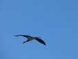 Ciconia nigra