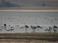 Phoenicopterus roseus