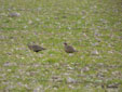 Pterocles orientalis